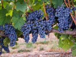 Grapes that are used in wines from Spain and Chile