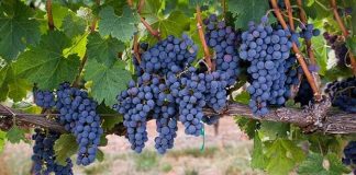 Grapes that are used in wines from Spain and Chile