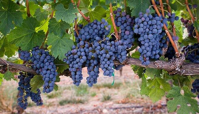 Grapes that are used in wines from Spain and Chile