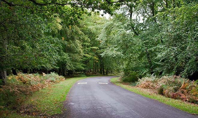 Springtime in the New Forest