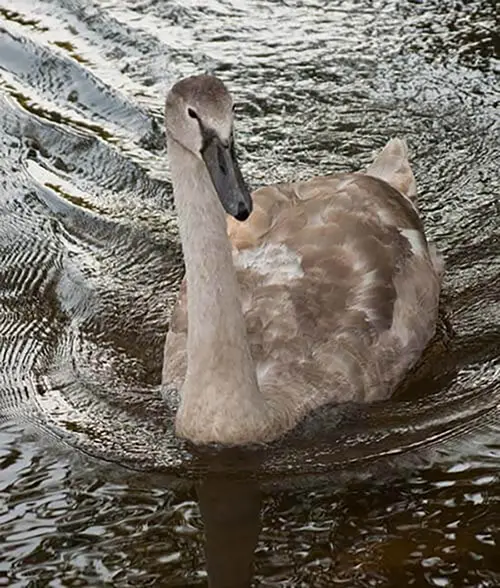 Swan on the river in Christchurch
