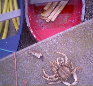 Crab on Sidmouth Beach in East Devon
