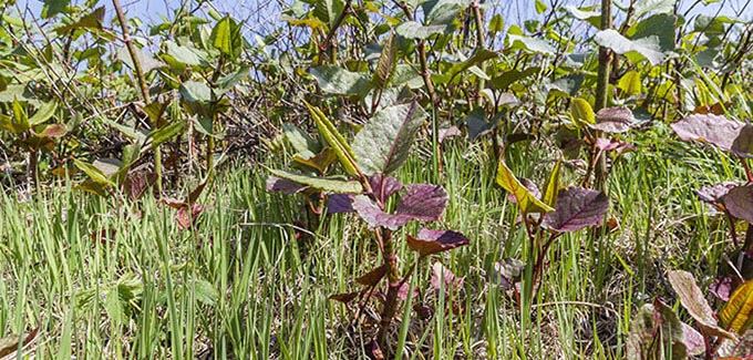 Japanese knotweed growing in the UK