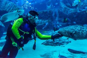Diving with ocean fish at Dubai Aquarium