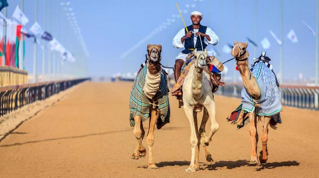 Things to do in Dubai - camel racing