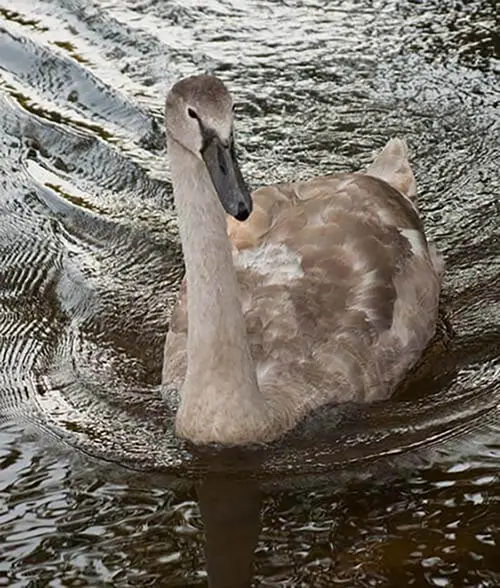 A young swan on the River Avon in Christchurch
